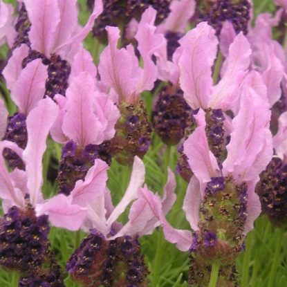 Picture of Lavender - Stoechas (French)